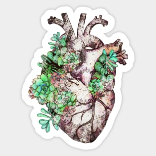 Human heart, succulents plant lovers, Heart ,Human Anatomy, Plants lovers gift Sticker